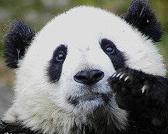 Will Google’s Panda Algorithm Improve the Web?