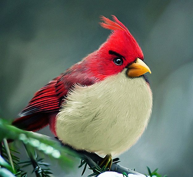 Are Those Angry Birds In Your Backyard?