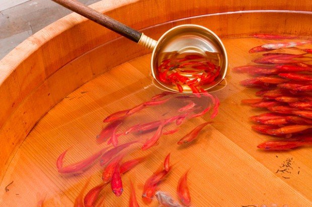 Riusuke Fukahori Painted Three-Dimensional Goldfish Embedded in Layers of Resin