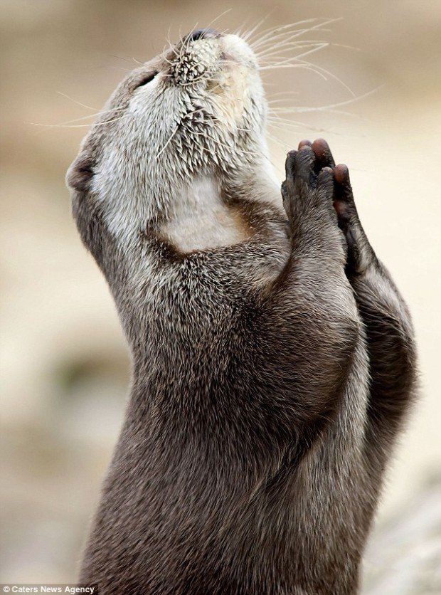 praying otter