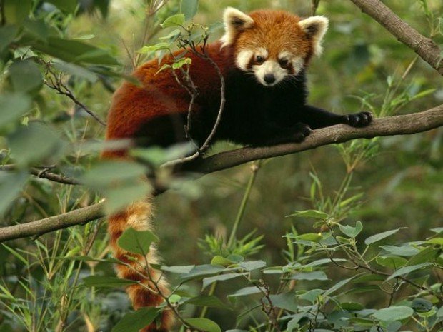 red panda firefox