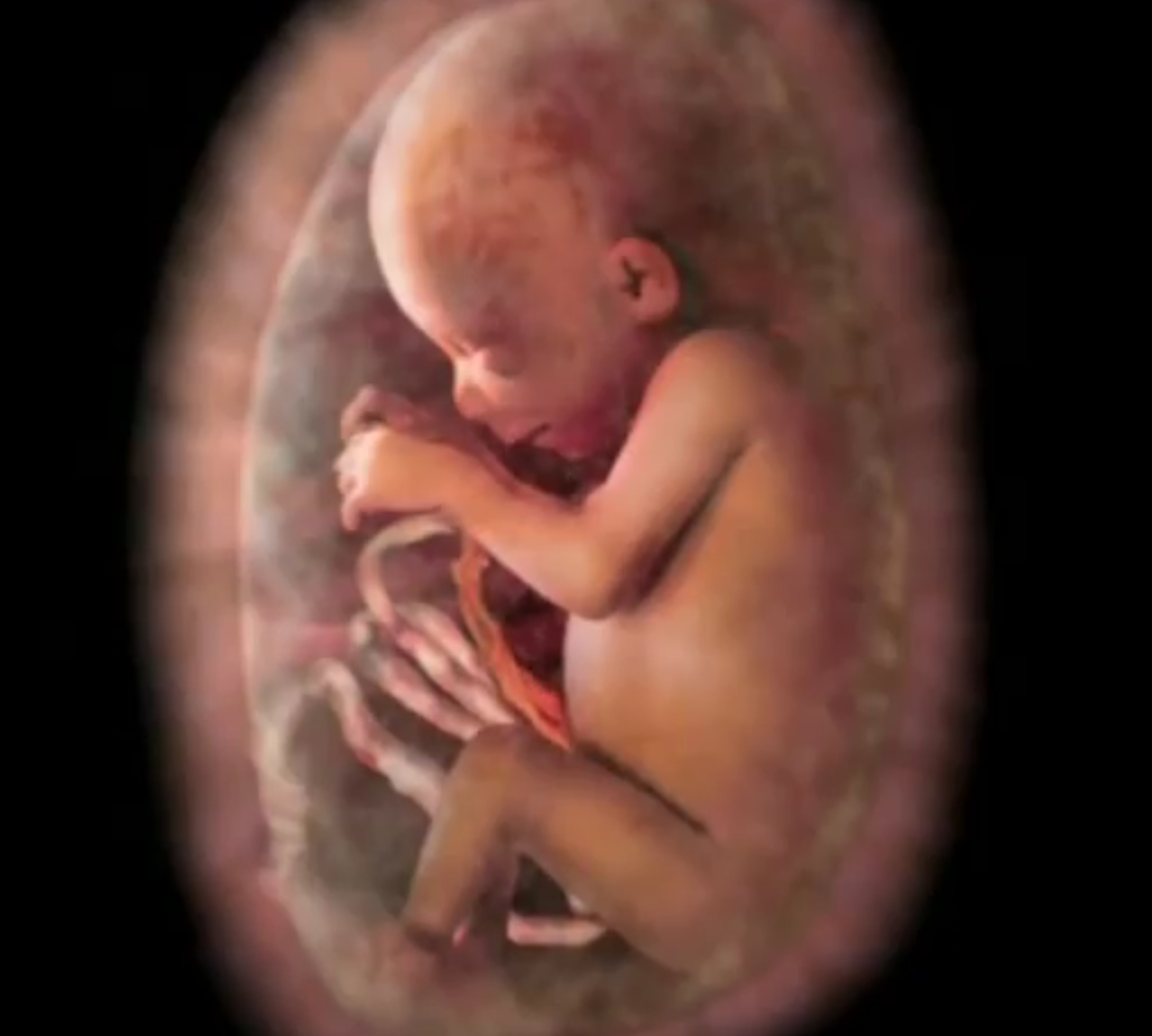 Fearfully & Wonderfully Made: Conception to Birth [Video]