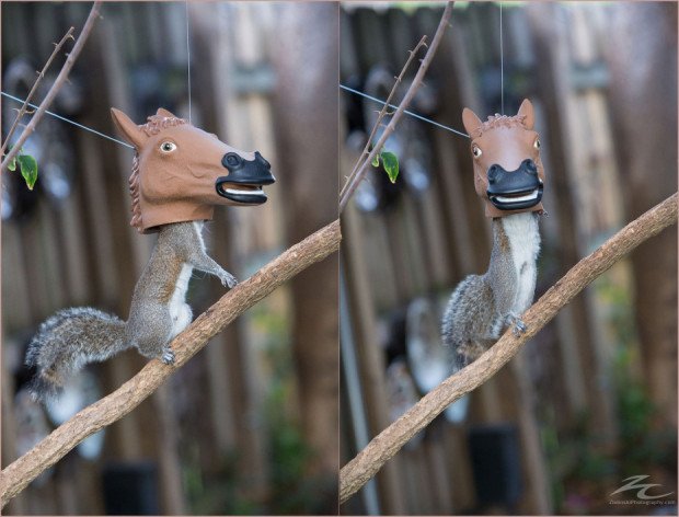 horse-head-squirrel-feeder-930x709