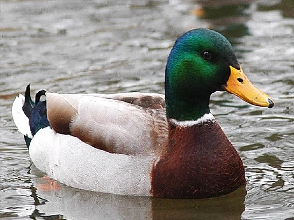 20 Tips from the Actual Advice Mallard [Images]