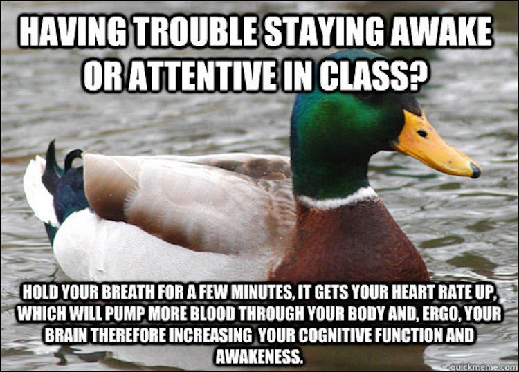 tips-from-the-worlds-smartest-duck-best-of-actual-advice-mallard-11