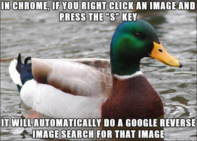 tips-from-the-worlds-smartest-duck-best-of-actual-advice-mallard-13