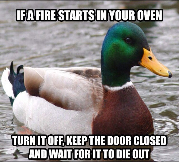 tips-from-the-worlds-smartest-duck-best-of-actual-advice-mallard-20