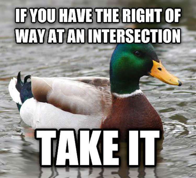 tips-from-the-worlds-smartest-duck-best-of-actual-advice-mallard-23