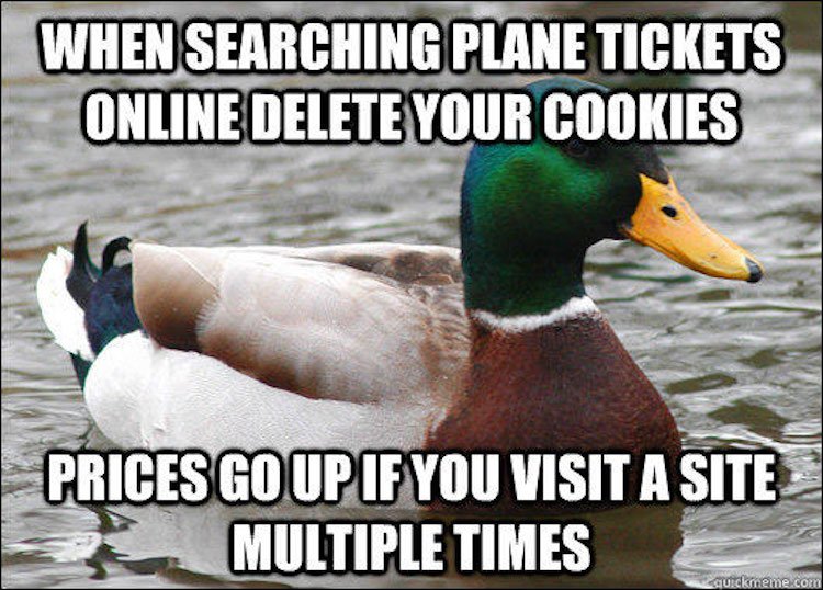 tips-from-the-worlds-smartest-duck-best-of-actual-advice-mallard-6