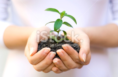 plant-growth