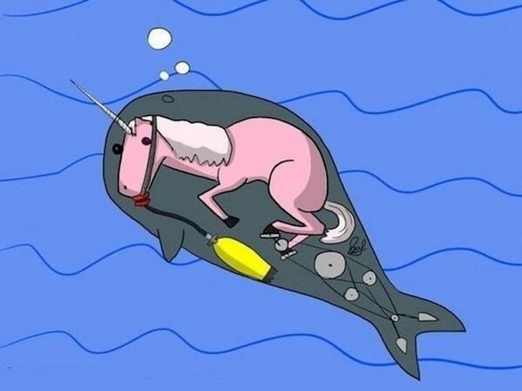 The Truth Behind Narwhals
