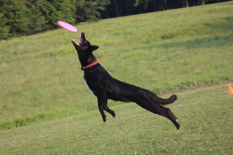 dog frisbee image
