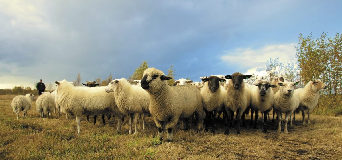 sheep-saying-bah-image