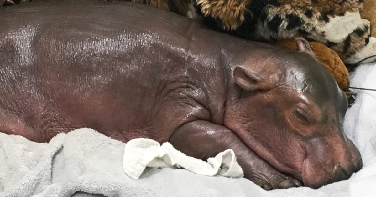 How #TeamFiona Conquered The World